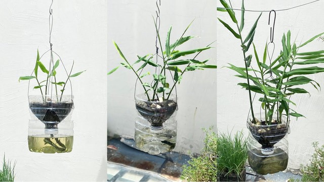 Mỗi sáng hãy thay nước và ngắm chậu/ cốc gừng rồi hít hà hương gừng cay dịu, nồng ấm... là ấm áp, nhẹ nhõm. Ảnh internet