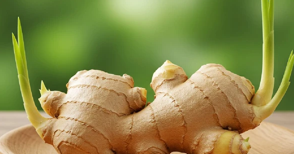 Chọn gừng trồng nên là củ mập, nhiều mắt.