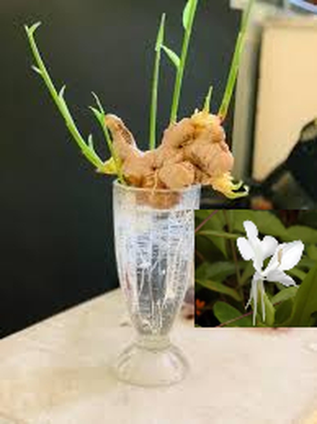 Chơi chậu gừng phong thủy: Cách chăm ra hoa để tài lộc đến, phú quý về - 3