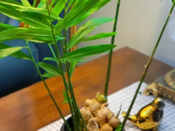 Chơi chậu gừng phong thủy: Cách chăm ra hoa để tài lộc đến, phú quý về