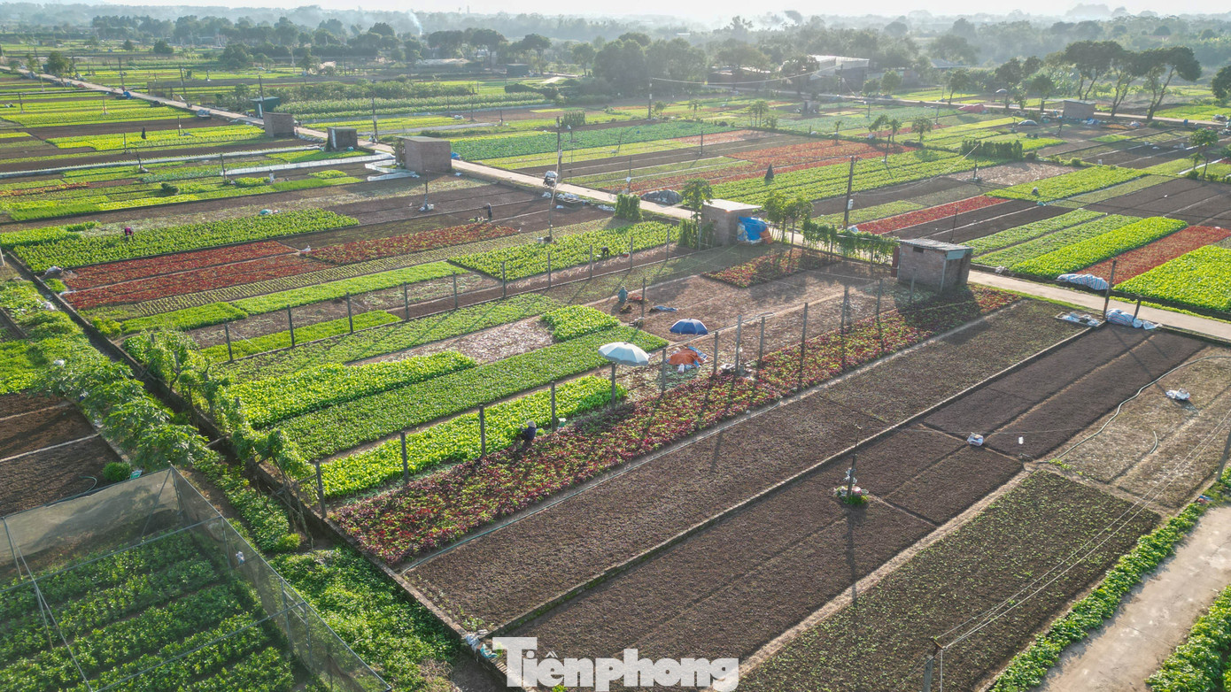 Sáng sớm, người dân Tiền Lệ đã cầm dụng cụ cùng bao tải bước xuống luống cải, luống xà lách. Những tia nắng đầu ngày, tạo thành lớp ánh sáng mỏng phủ khắp cánh đồng rộng hàng chục hecta.