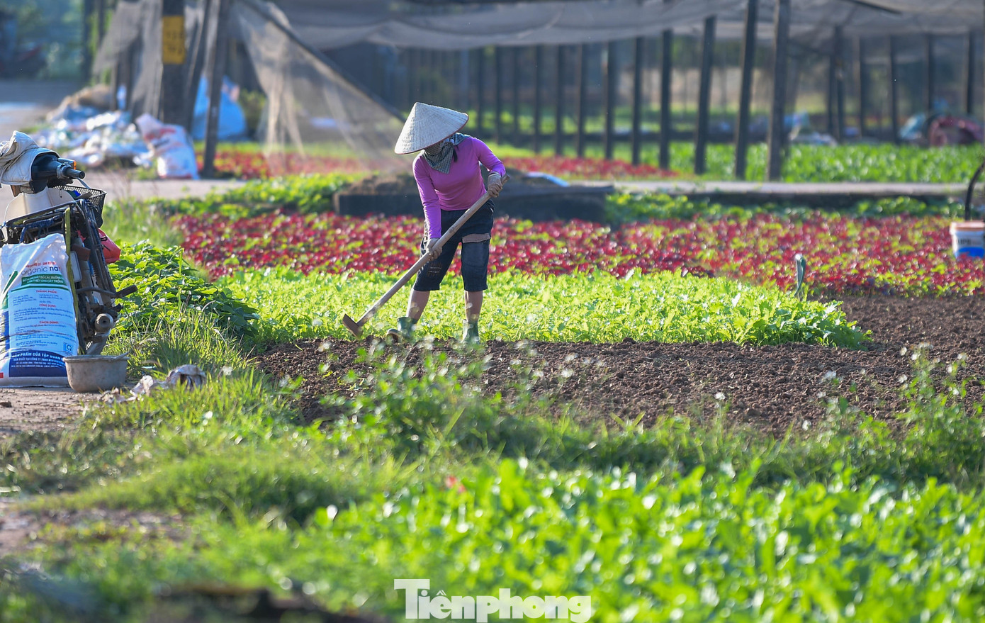 img src/upload/4-2025/images/2025-11-22/1763781026-tp-rau-xanh-tien-ledsc-3771-width1390height927.jpg width660 /