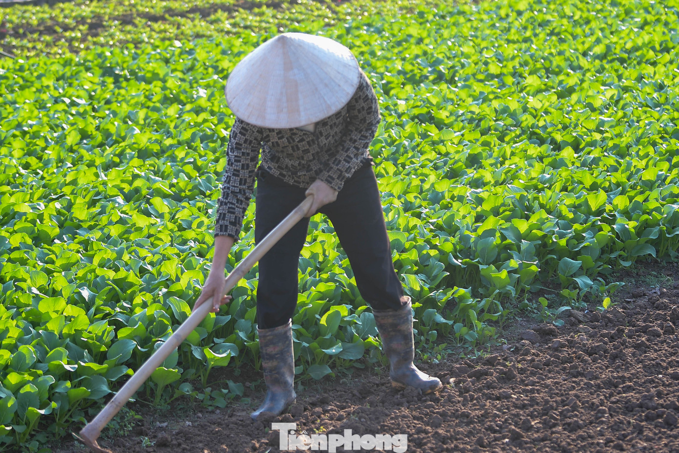 Người dân Tiền Lệ dùng cuốc và cào san lại mặt ruộng sau khi dọn bỏ rau hỏng. Trên nhiều thửa ruộng, bùn đất vẫn còn nhão, gây khó cho việc gieo giống.