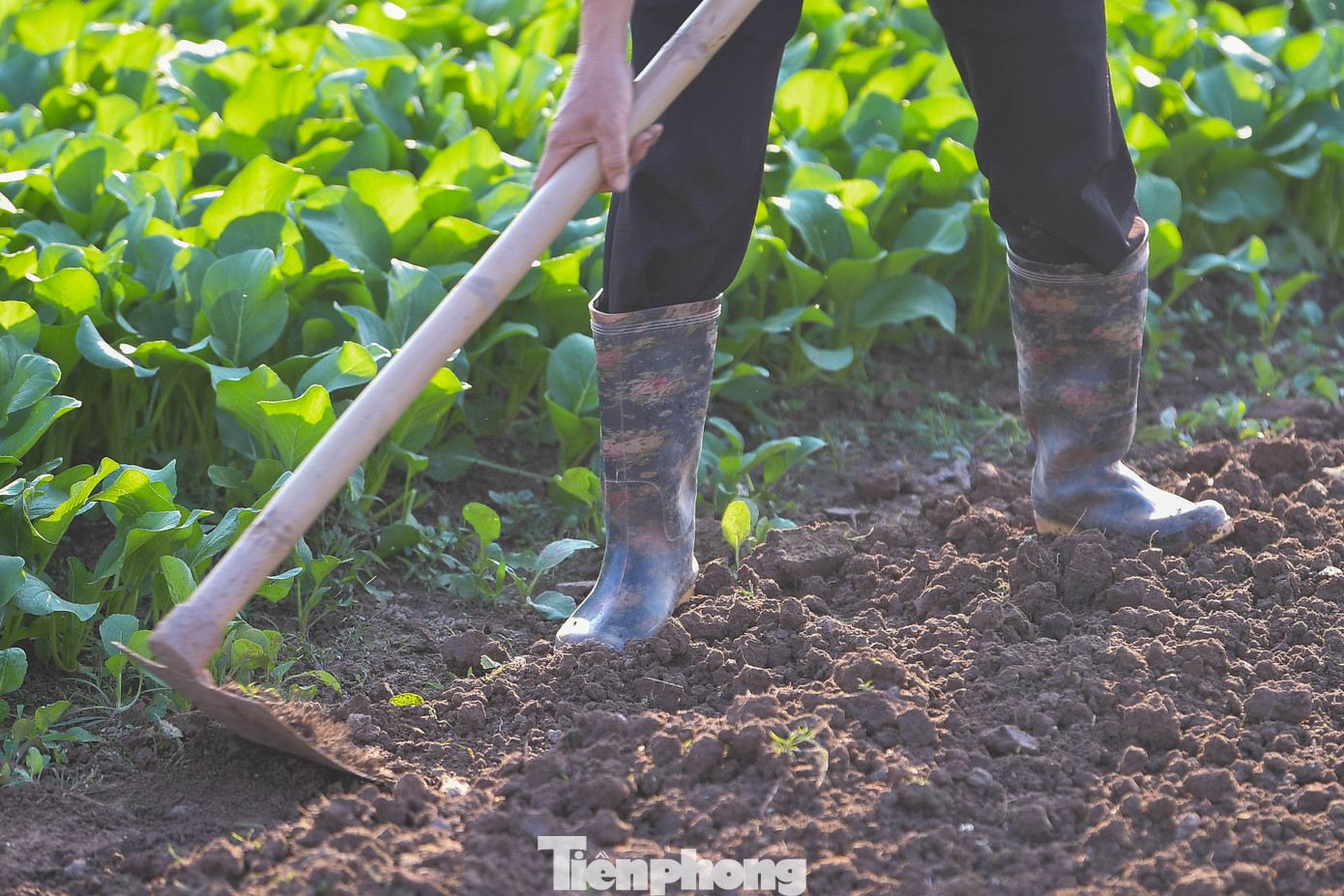 Nhịp sống bình lặng của nông dân Tiền Lệ giữa mùa rau tăng giá - 4