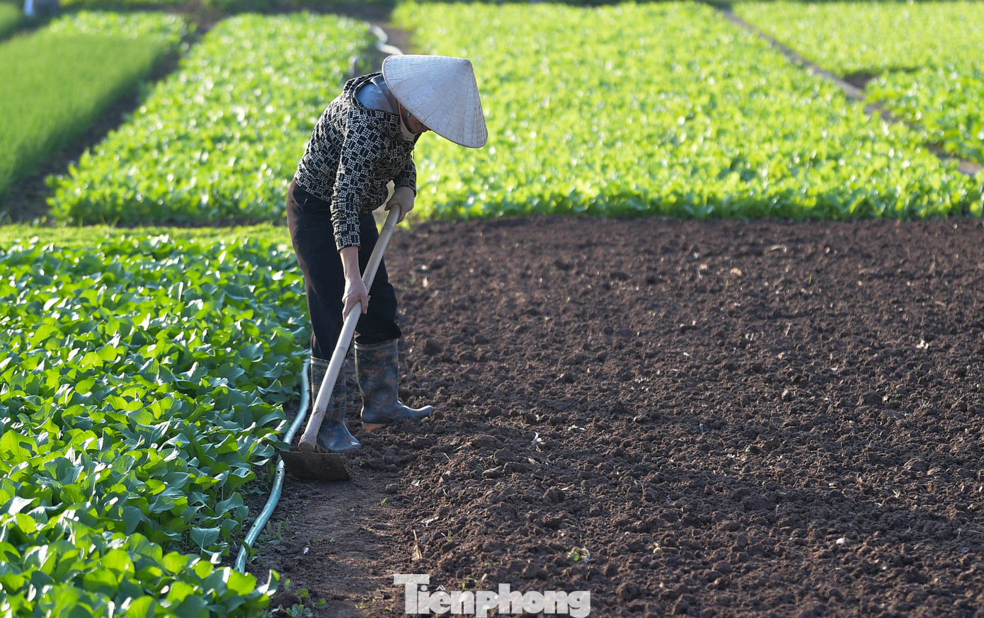 Tiền Lệ có khoảng 70% diện tích rau bị ảnh hưởng bởi mưa bão vừa qua.