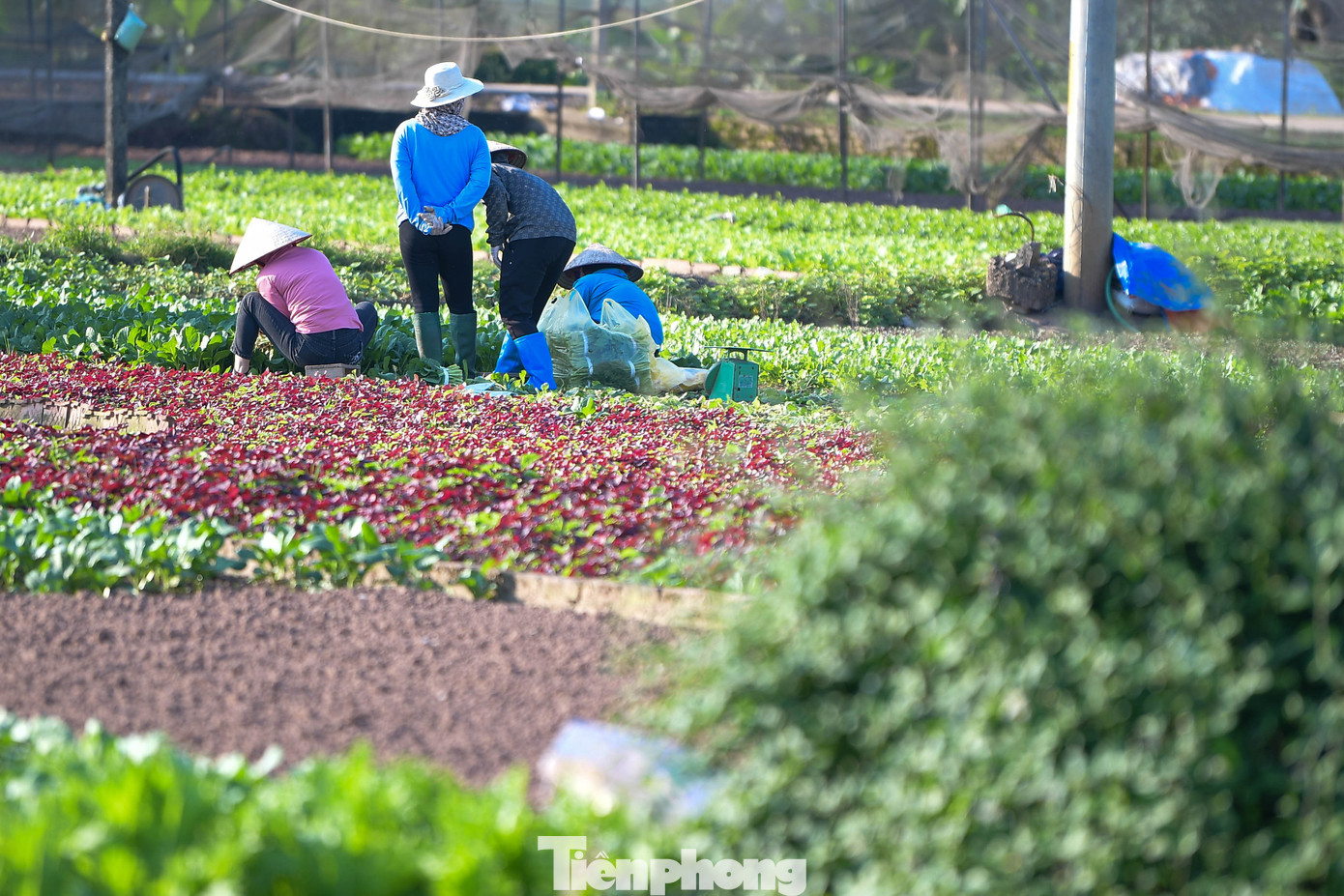 Quy trình ấy vẫn vậy, cho dù giá rau có ngày tăng 30%, hay rơi xuống một nửa. Người dân không tranh luận về giá, không so sánh lợi nhuận giữa các vụ, chỉ tập trung để sản phẩm đủ đẹp, đủ sạch.
