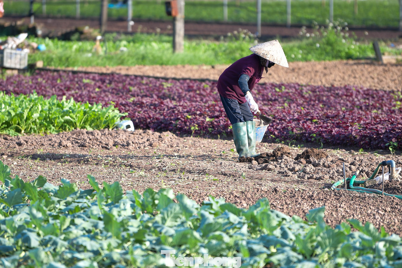Nông dân Tiền Lệ đang chạy đua với thời gian để kịp vụ Tết – thời điểm nhu cầu rau xanh ở Hà Nội tăng cao, kéo giá thị trường lên thêm 10–20%. Tuy nhiên, với họ, mục đích vẫn là “bám ruộng cho có việc”, hơn là tận dụng thời điểm giá cao.