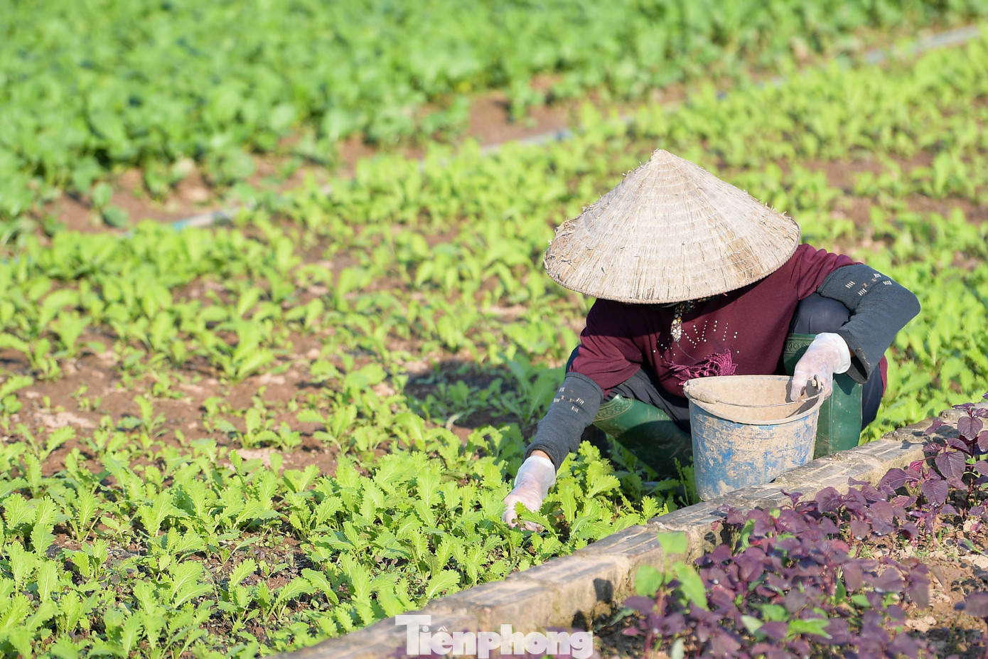 Nhịp sống bình lặng của nông dân Tiền Lệ giữa mùa rau tăng giá - 7