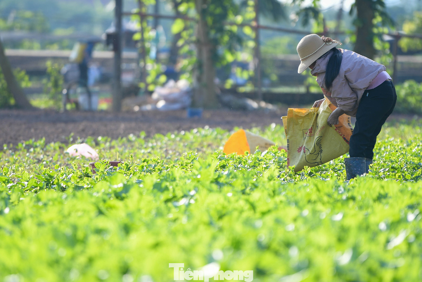 img src/upload/4-2025/images/2025-11-22/1763781027-tp-rau-xanh-tien-ledsc-3697-width1390height927.jpg width660 /