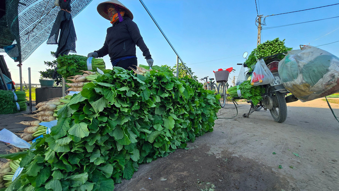 Sự bình thản của người nông dân tương phản với thị trường bên ngoài đang biến động. Người tiêu dùng thành phố lo rau đắt, các chợ đầu mối ghi nhận nguồn cung thiếu hụt, nhưng tại Tiền Lệ, mọi thứ xoay quanh những luống đất dài vài chục mét, nơi quyết định giá cả mà họ lại là người ít quan tâm nhất.