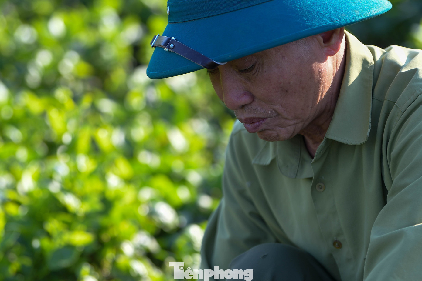 Nhịp sống bình lặng của nông dân Tiền Lệ giữa mùa rau tăng giá - 11