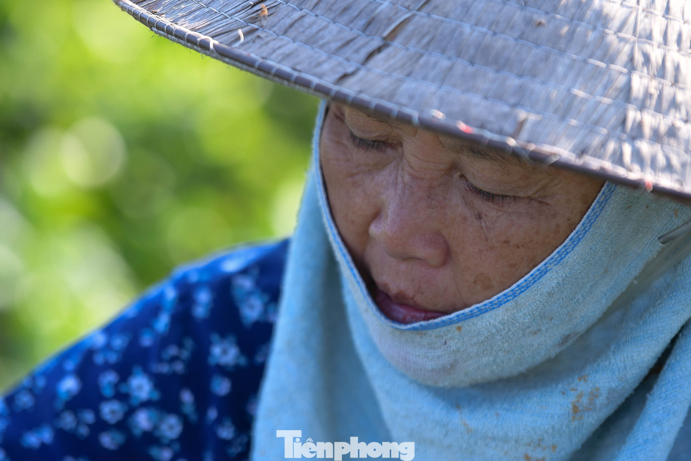 Nông dân cắt những luống rau còn thu hoạch được trước khi lá úa. Theo họ, sản lượng hiện chỉ đạt 6–7 tấn mỗi ngày, giảm mạnh so với 10 tấn vào năm trước.