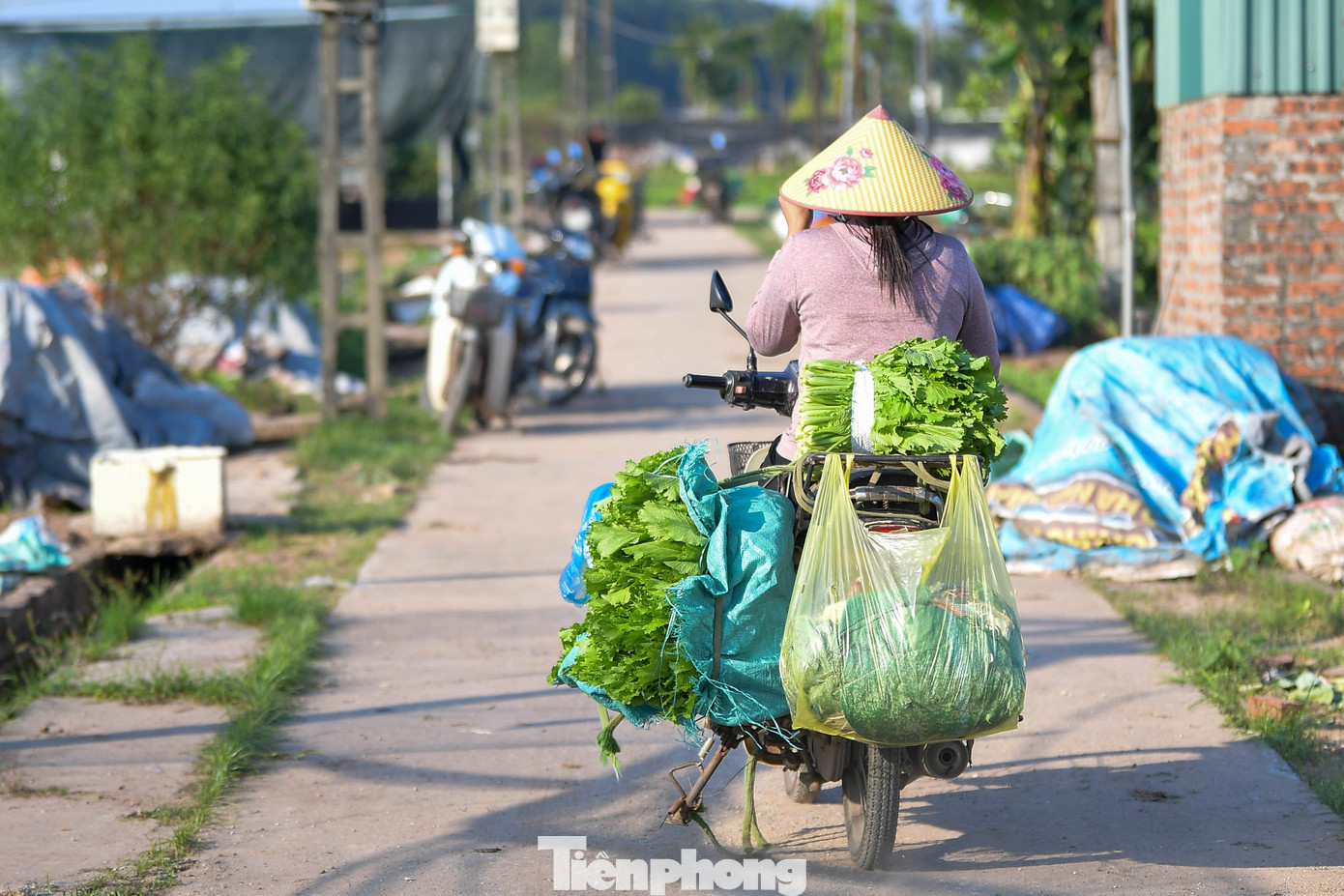 Các bao tải rau được vận chuyển bằng xe máy từ ruộng ra điểm tập kết. Việc thu hái phải tranh thủ để đảm bảo độ tươi khi giao cho thương lái.