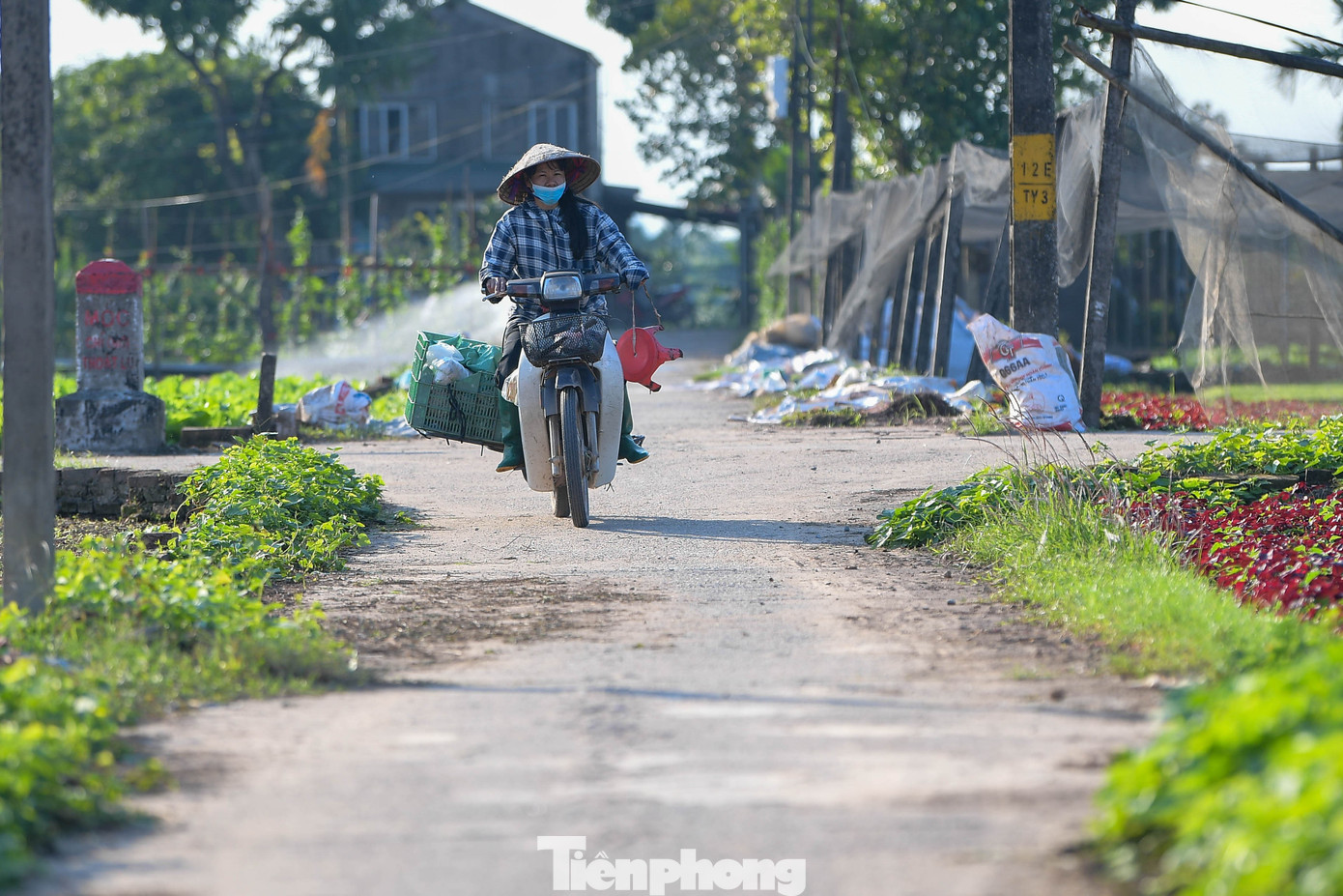 Xe máy, xe ba gác nối nhau rời Tiền Lệ, đưa hàng vào các chợ đầu mối phía Tây Hà Nội. Dù lượng rau ít, nhu cầu vẫn cao do nhiều vùng trồng ở các tỉnh lân cận cũng bị ảnh hưởng bởi thời tiết.