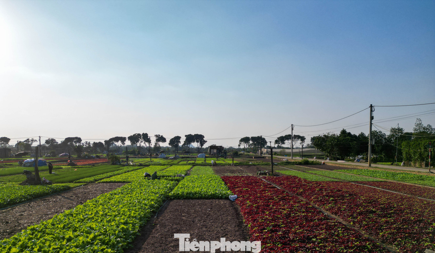 Trong ánh nắng đầu ngày, những thửa ruộng xếp lớp như các “dải màu” xen kẽ: xanh thẫm của bắp cải, xanh nhạt của cải bẹ, tím của cải xoăn. Tiếng kéo cắt rau, tiếng máy phun sương và tiếng gọi nhau í ới vang lên trên khắp cánh đồng rộng lớn.