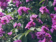 Nhà đẹp - Những loại cây trồng cho bóng mát phù hợp với nhà biệt thự