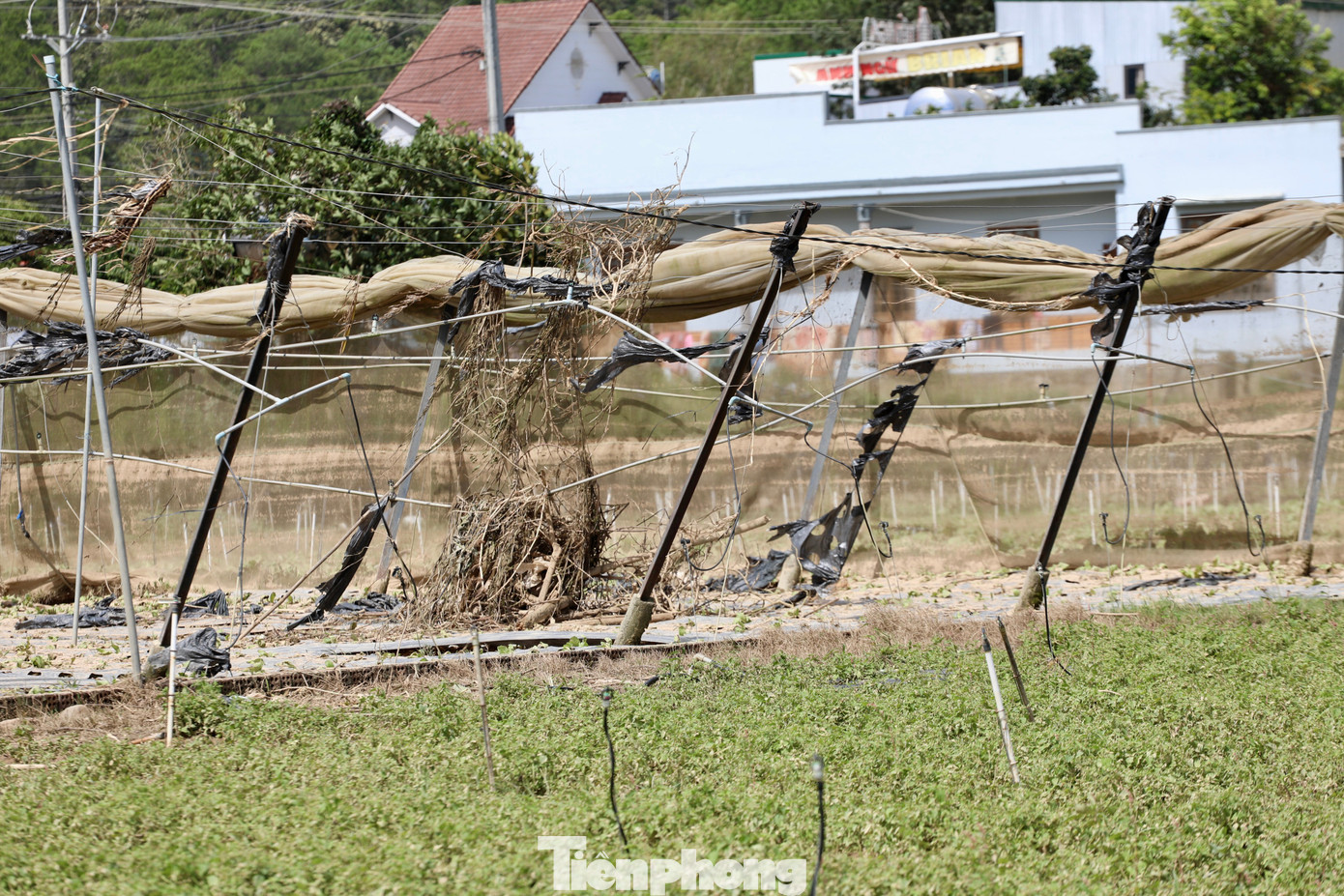 Tan hoang thủ phủ rau Lâm Đồng - 6