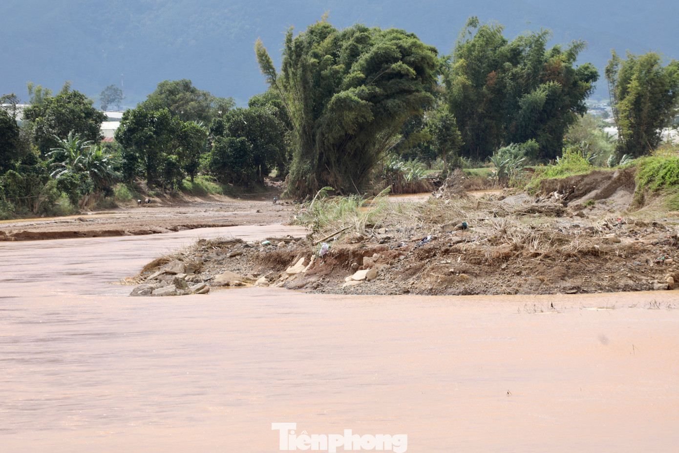 Tan hoang thủ phủ rau Lâm Đồng - 2