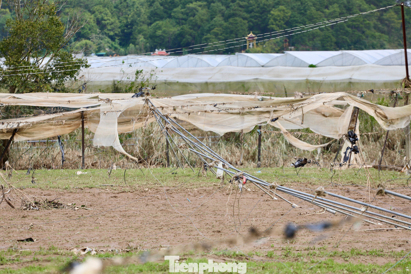 Tan hoang thủ phủ rau Lâm Đồng - 8