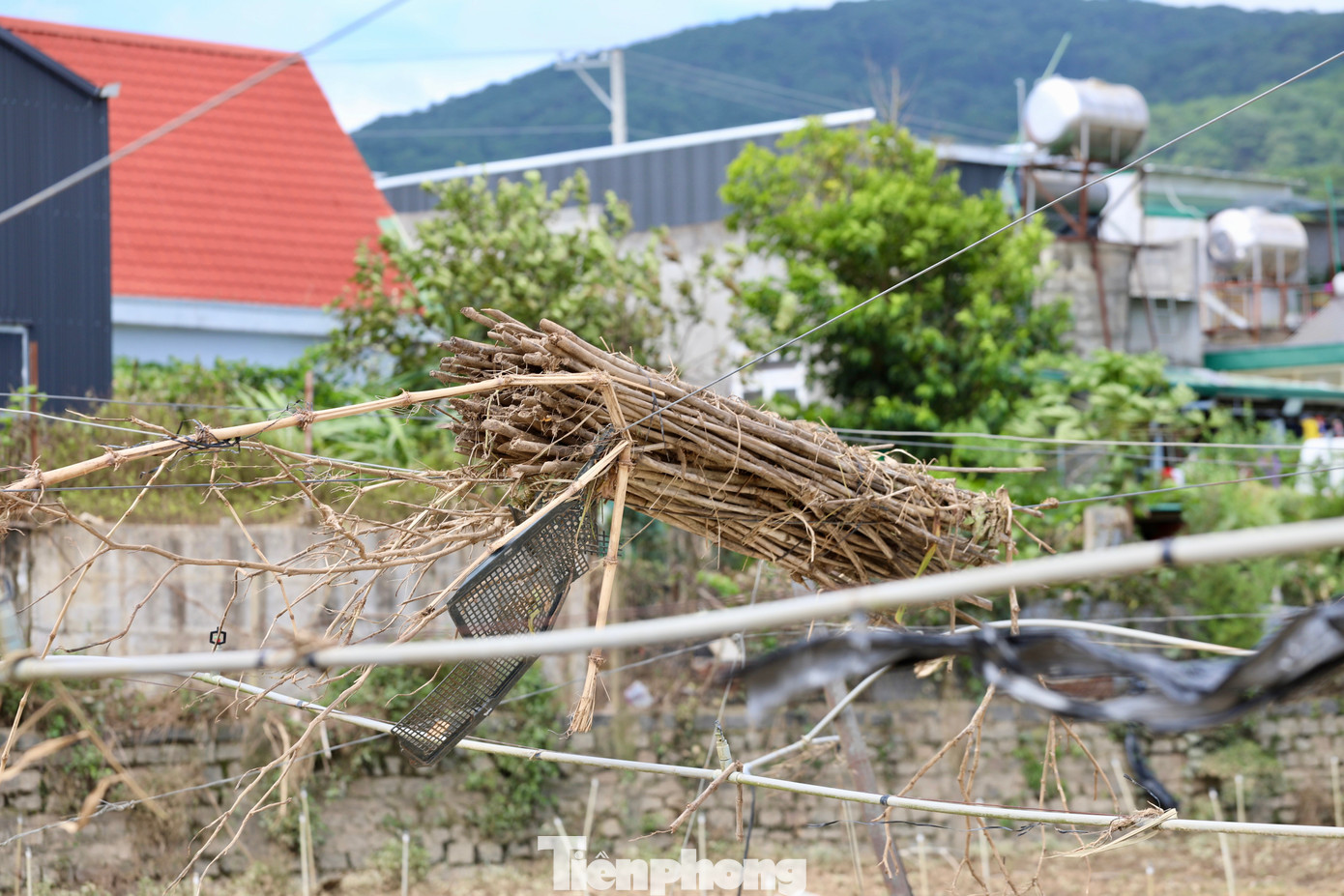 Tan hoang thủ phủ rau Lâm Đồng - 14