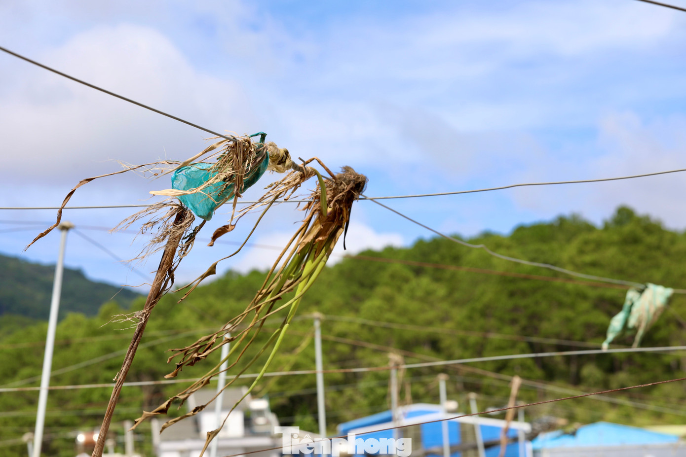 Tan hoang thủ phủ rau Lâm Đồng - 12