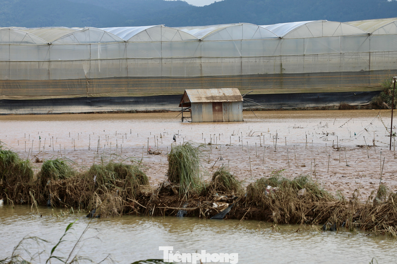 Căn
chòi nhỏ đứng trơ trọi giữa vườn rau tan tác sau lũ.