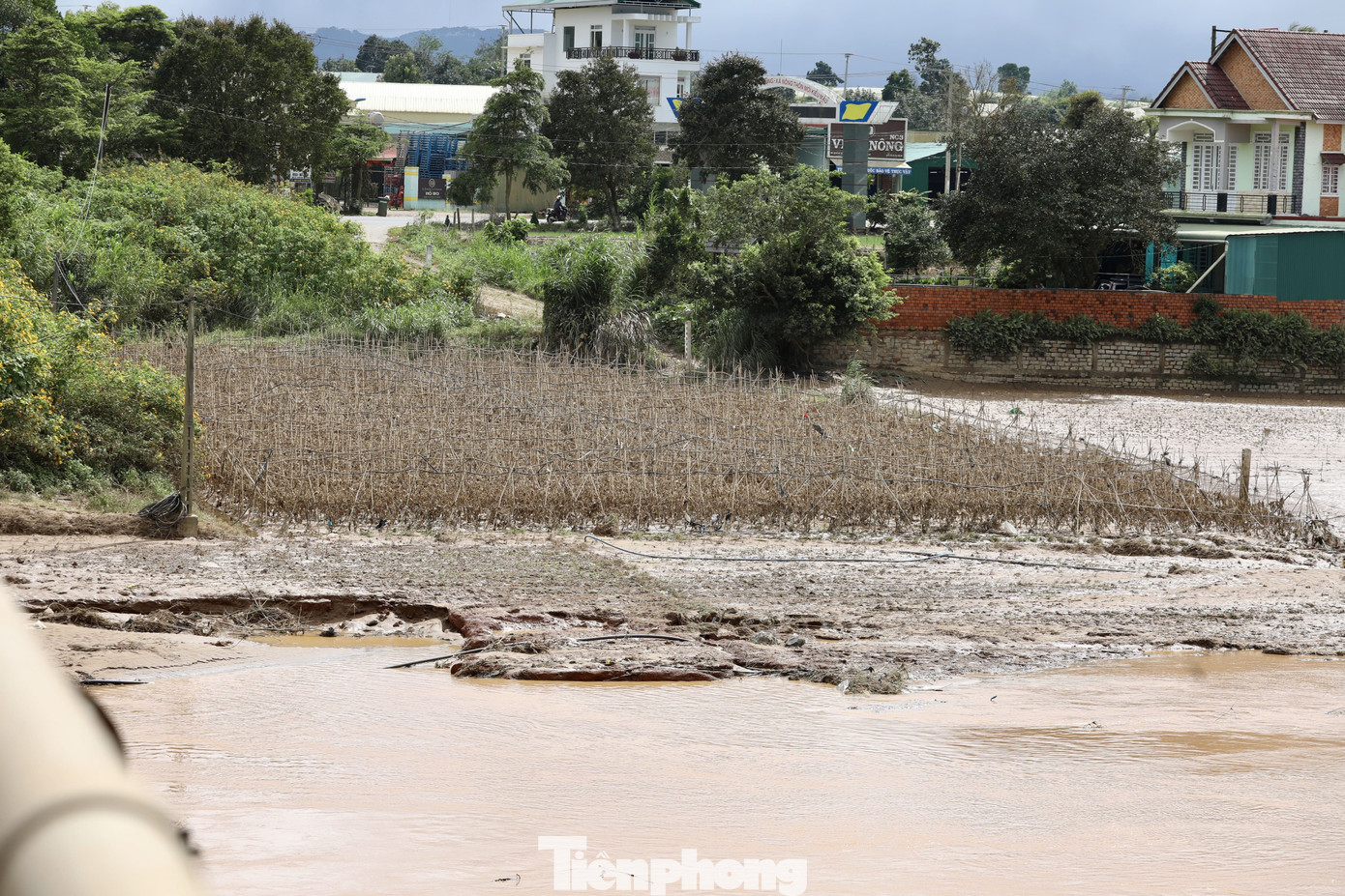 Tan hoang thủ phủ rau Lâm Đồng - 16