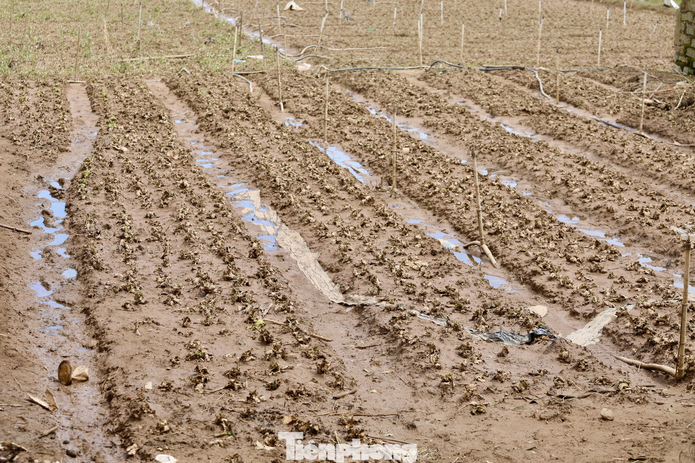 Tan hoang thủ phủ rau Lâm Đồng - 18