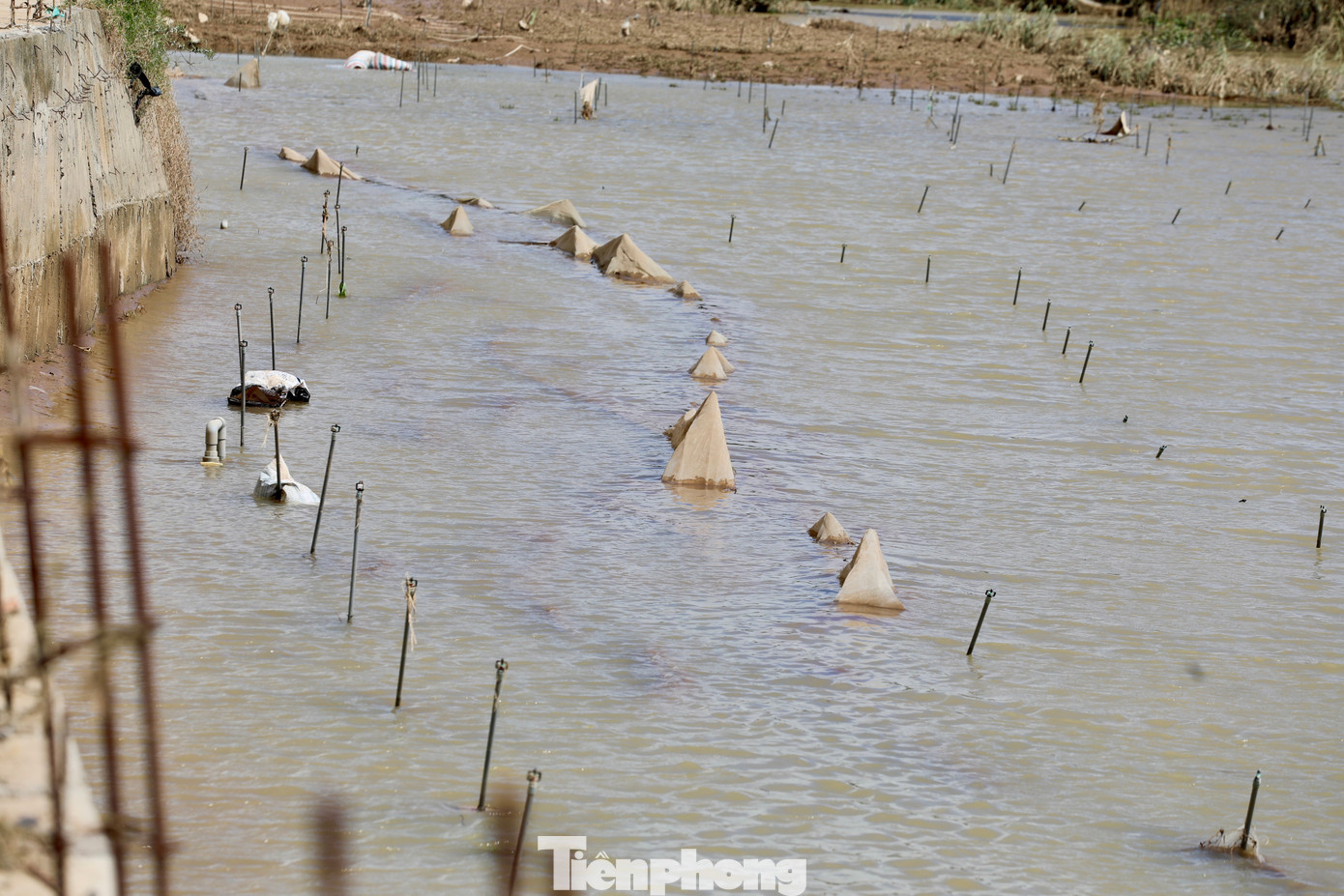 Tan hoang thủ phủ rau Lâm Đồng - 22