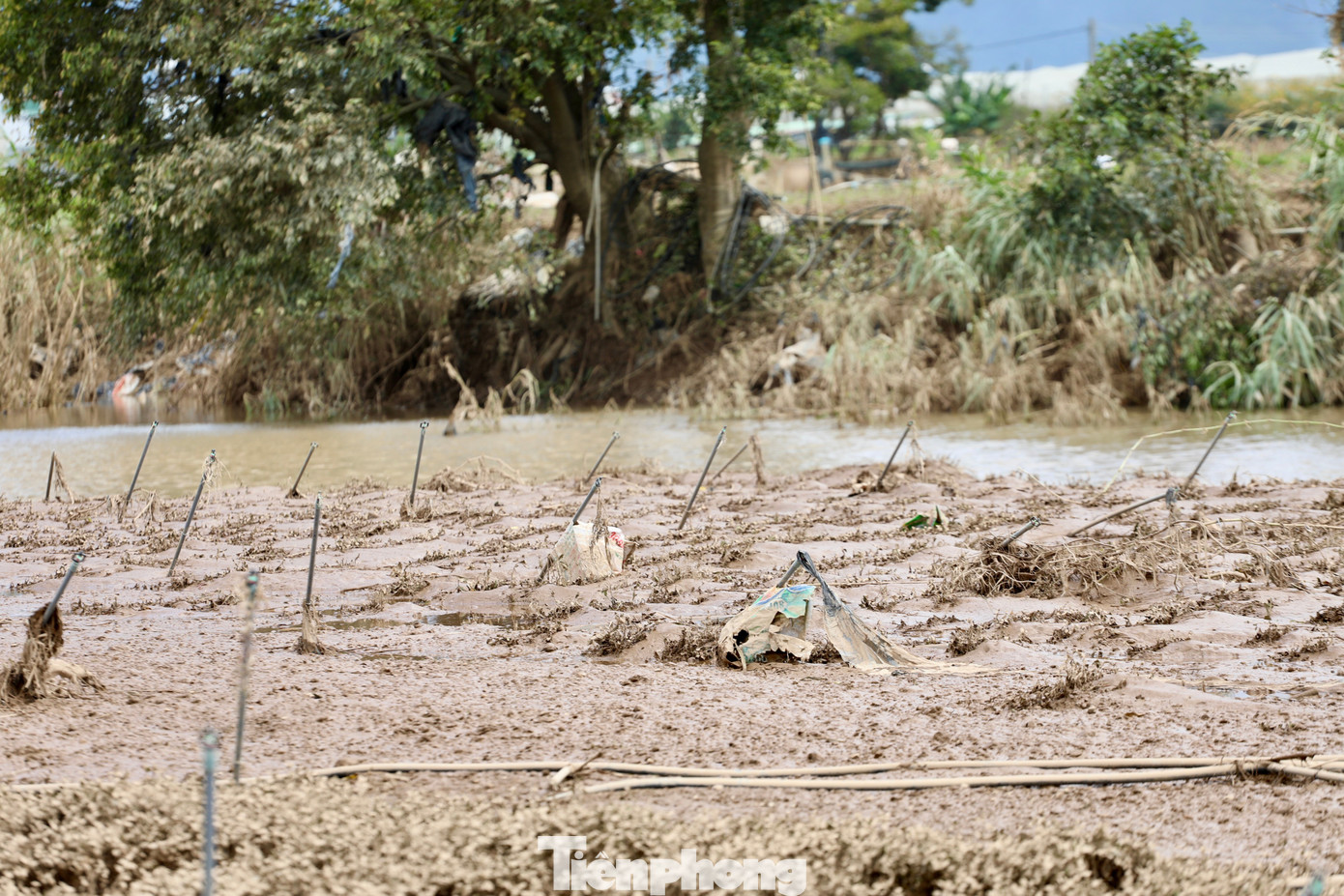 Tan hoang thủ phủ rau Lâm Đồng - 24
