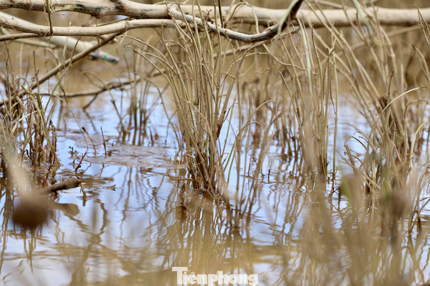 Rau
thơm chỉ còn thân cây bị bùn non bám.