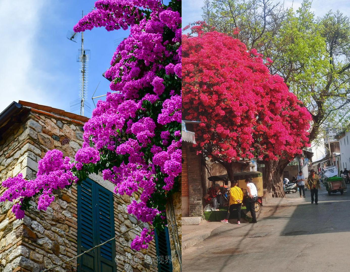 Giàn hoa giấy rực rỡ trước ban công, mang đến sắc màu tươi sáng và năng lượng tích cực. Ảnh: Baidu