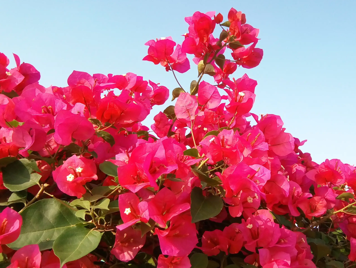 Những lá bắc đỏ và tím của hoa giấy ôm lấy bông hoa nhỏ trắng, tạo nên vẻ đẹp kiêu sa và sức sống bền bỉ giữa nắng hè. Ảnh: Baidu