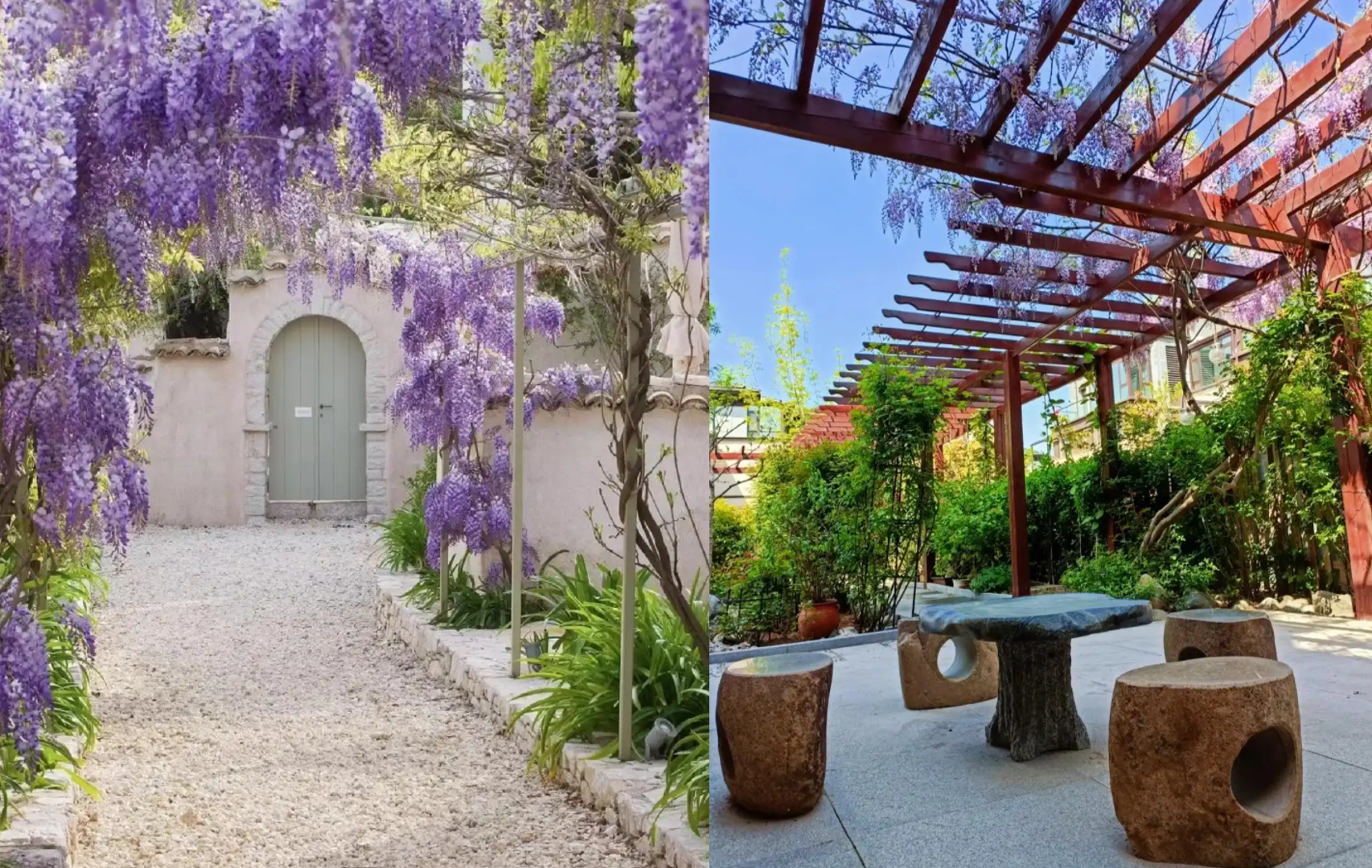 Cây tử đằng với chùm hoa tím buông rủ tạo khung cảnh lãng mạn và mềm mại. Ảnh: Baidu