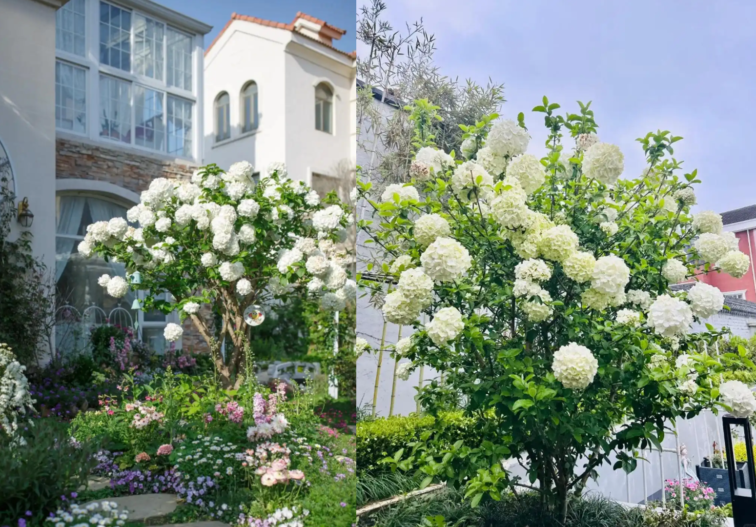 Cây tú cầu gỗ với hoa to tròn, sang trọng, tượng trưng hy vọng và thịnh vượng. Ảnh: Baidu