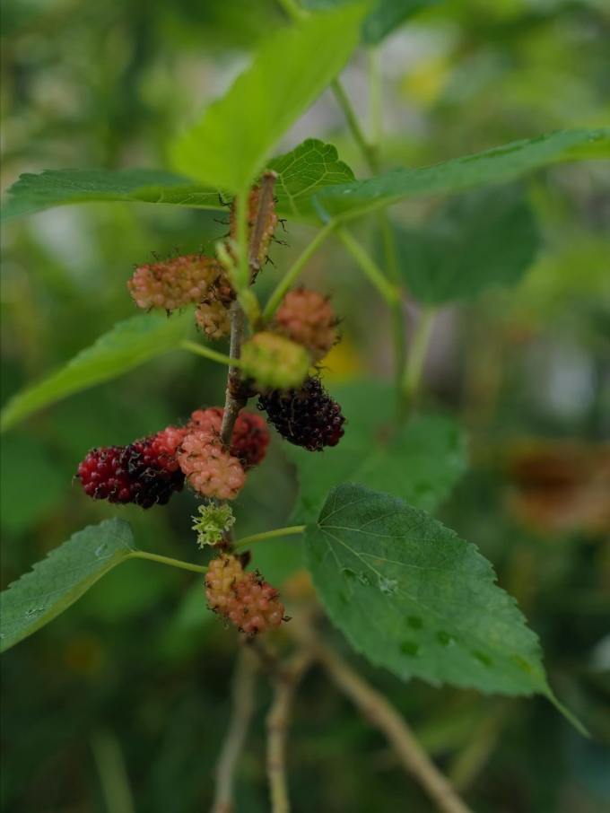 Dâu tằm được ca sĩ Hồng Nhung trồng trong khu vườn trên tầng hai của căn penthouse ở phường An Khánh, TP HCM.