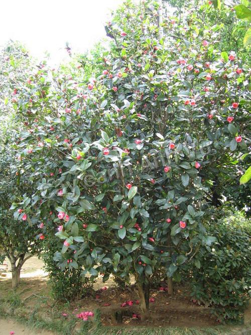 Hoa hải đường màu đỏ thắm, cánh dày, khi nở nhìn rất sang. Trồng hải đường trong sân sẽ khiến không gian bừng sáng nhưng vẫn giữ nét thanh nhã.