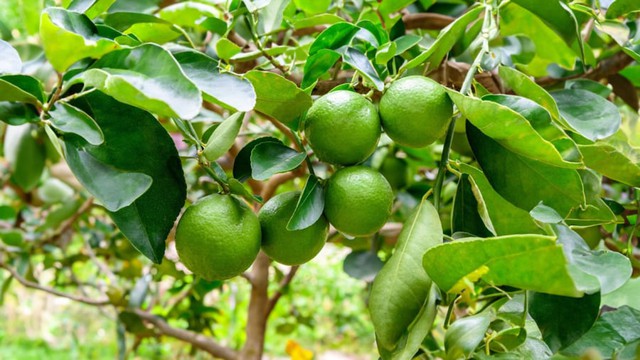 Chanh không chỉ là loại quả quen thuộc trong ẩm thực và y học dân gian, mà còn được xem là một vật phẩm thanh tẩy hữu hiệu trong phong thủy.