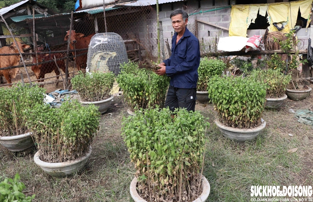 180 chậu hoa cúc của gia đình ông Phan Hiếu bị hư hỏng gần như 100%. Ảnh: Duy Ngọc