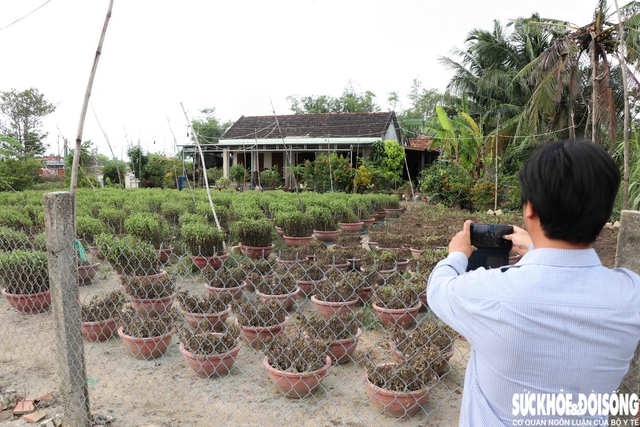 Hàng nghìn chậu hoa cúc của người dân tại tổ dân phố Phú Thạnh bị nước lũ nhấn chìm, thối rễ và không thể phục hồi. Ảnh: Duy Ngọc