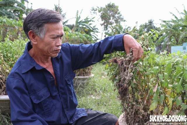 Ông Phan Hiếu thất thần bên vườn cúc bị úa vàng, không thể khôi phục được. Ảnh: Duy Ngọc