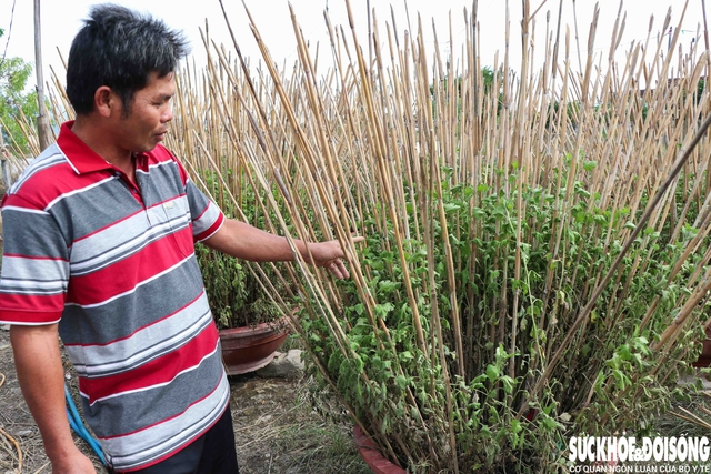 Anh Tuyên chỉ mực nước lũ ngập các chậu hoa cúc khiến bị hư hỏng. Ảnh: Duy Ngọc.