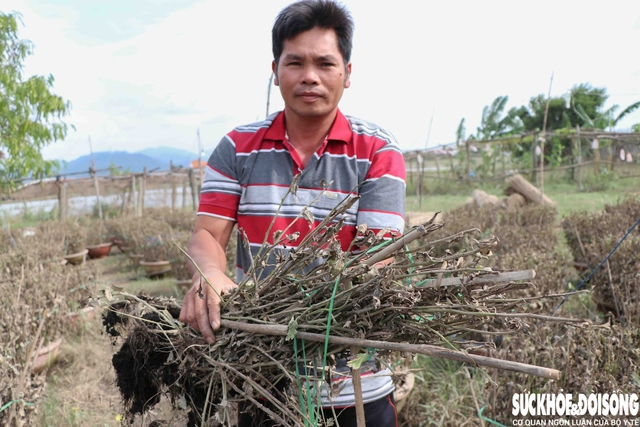 Anh Tuyên cho biết, 440 chậu hoa cúc nhà anh bị ngập nước gần 3 ngày bây giờ chỉ nhổ bỏ không thể cứu được. Ảnh: Duy Ngọc