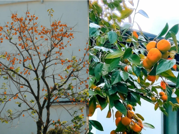 5 loại cây trồng sân vườn vừa đẹp, vừa giúp không gian sống thêm vượng khí