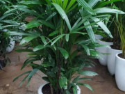 Nhà đẹp - Loại cây phong thủy có dáng thanh mảnh giúp trấn trạch, thu hút tài lộc được nhà giàu vẫn thích trồng trước nhà