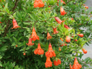 Nhà đẹp - 3 cách chọn cây trồng cân bằng âm - dương để thu hút sinh khí và tài lộc trong nhà