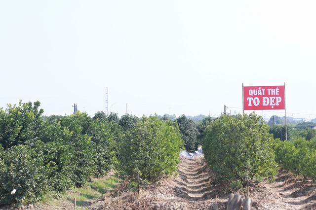 Hằng năm cứ vào độ cuối tháng 10, tháng 11 âm lịch, khách hàng trong và ngoài tỉnh Ninh Bình bắt đầu đổ về làng trồng quất Nam Phong, phường Vị Khê, tỉnh Ninh Bình để chọn những cây đẹp nhất về trong dịp Tết. Đây cũng là thời điểm người trồng quất gặt hái thành quả sau cả năm vất vả ngoài đồng ruộng.