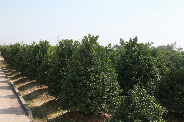 Các chủ vườn cho biết, một cây quất đẹp là cây có cành chắc khỏe, lá xanh bóng, quả căng tròn và toát lên sức sống, tạo ấn tượng mạnh với người nhìn. Mỗi cây quất thường mất từ 2-4 năm chăm sóc. Khi cây đạt đủ các yếu tố để xuất bán, người trồng quất phải tỉ mỉ tính toán thời điểm ra hoa, tạo quả và chăm sóc cho cây phát triển tốt, lá xanh bóng, quả tròn đều; đồng thời, uốn tỉa dáng cây cho bắt mắt và mang ý nghĩa may mắn ngày Tết.