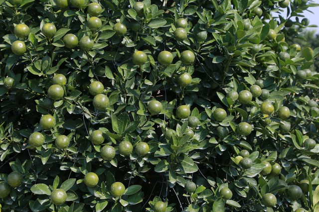 Những quả đẹp, tròn, bóng được giữ lại; quả xấu, méo được loại bỏ để đảm bảo cây đạt độ hoàn thiện cao nhất chuẩn bị đem bán.