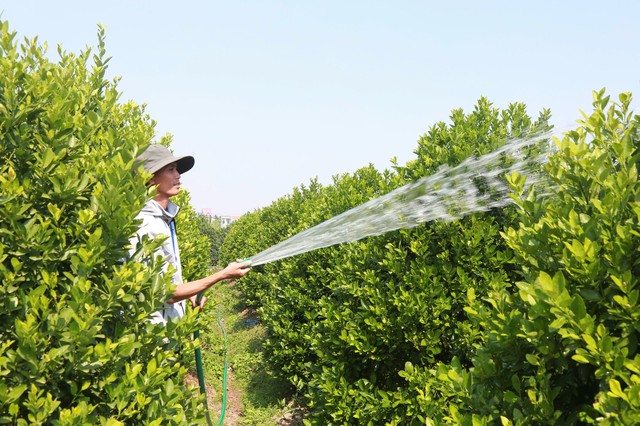 Anh Vũ Công Quân, một chủ vườn ở đây cho biết, gia đình anh trồng khoảng 200 cây quất, năm nay bán với giá dao động từ 3 triệu đến gần 40 triệu đồng/cây, tùy kích cỡ và độ đẹp. Nghề trồng quất cảnh phụ thuộc nhiều vào thời tiết nên ai nấy đều mong mưa thuận gió hòa để có một vụ bội thu. Càng gần Tết, thời tiết hanh khô nên việc chăm sóc vất vả hơn.